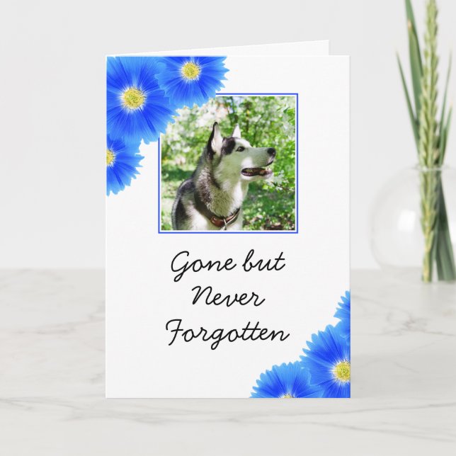 Carte Fleurs Bleues Chic Sympathie Photo Animaux (Devant)
