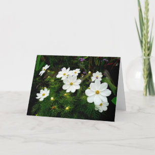 Carte Fleurs Cosmos Blanches