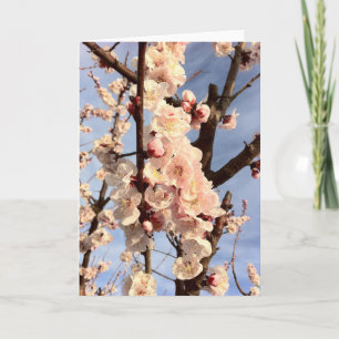 Carte fleurs d'abricot