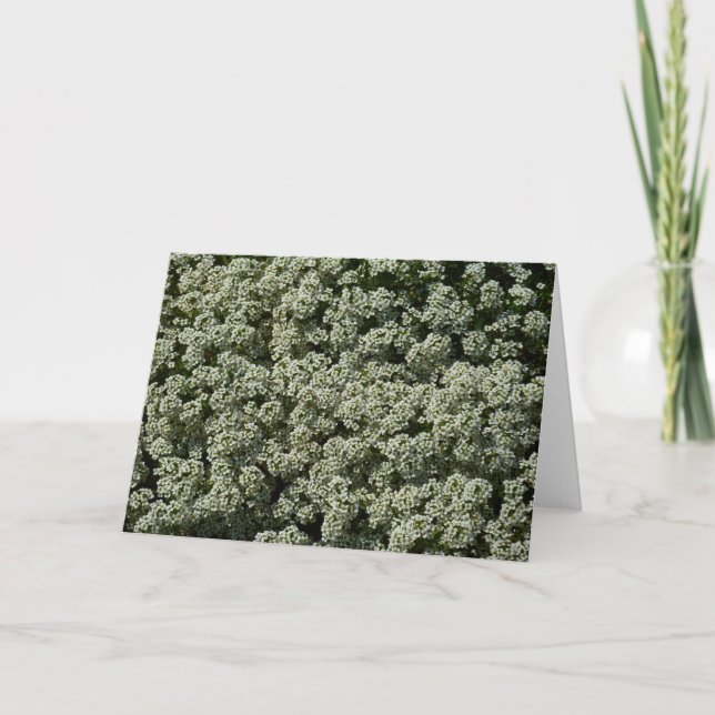 Carte Fleurs d'Alyssum doux Floral blanc (Devant)