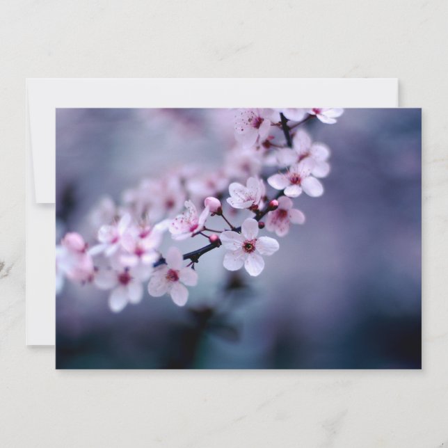 Carte Fleurs de cerisiers (Devant)