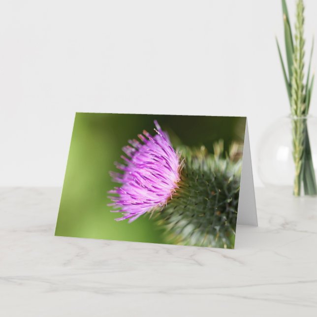 Carte Fleurs de cerisiers roses doubles au printemps de  (Devant)