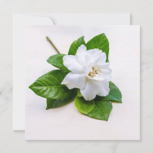 Carte Fleurs de Gardenia blanches