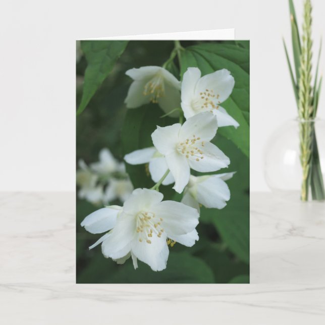 Carte Fleurs de jasmin modernes élégantes Sympathie phot (Devant)