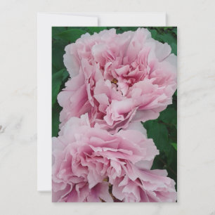 Carte Fleurs de pivoine de roses pâles