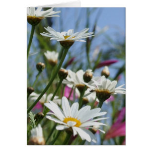 Carte Fleurs de ressort