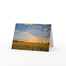 Fleurs de soleil à Sunset Blank