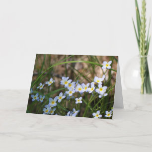 Carte Fleurs Jaunes Bleu clair Nature Photographie Blank