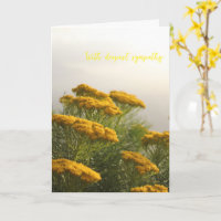 Fleurs jaunes sauvages Afrique du Sud temps brumeu