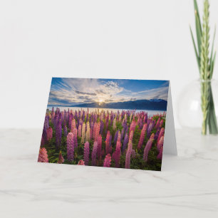 Carte Fleurs Lupines Nouvelle-Zélande