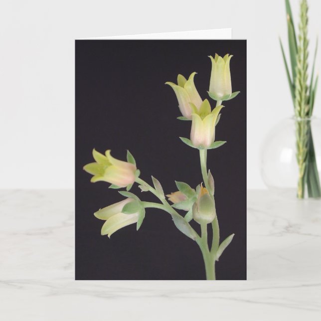 Carte Fleurs minuscules pendant le Carême (Devant)