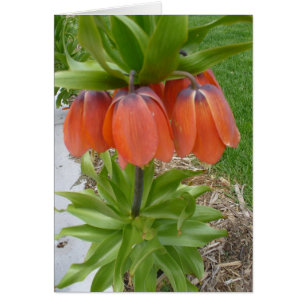 Carte Fleurs Orange Fritillaria Imperiali