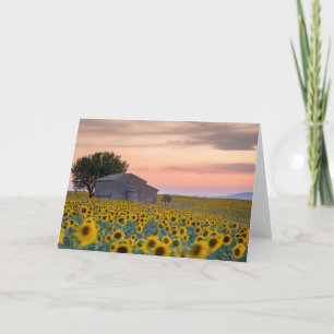 Carte Fleurs   Sunflower Field Provence, France