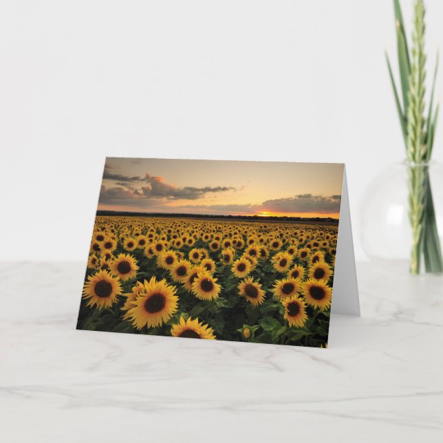 Carte Fleurs | Terrain de tournesol (Devant)