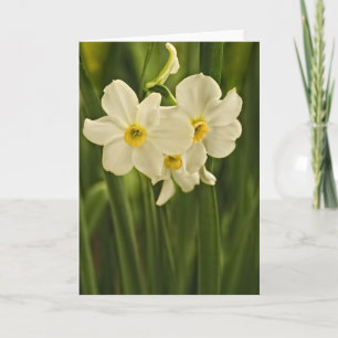 Carte Floral Photography : Narcisse de printemps blanc