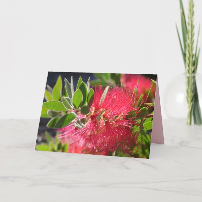 Carte florale de fleur australienne Red Bottlebrus (Devant)