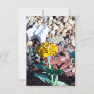 Carte Florale de Zinnia jaune avec photographie de papil