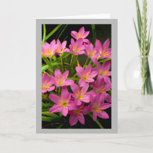 Carte Flower 11 Pink rain lilies
