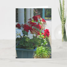 Flower Box Geraniums - Martha's Vineyard