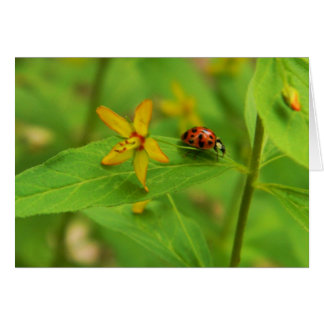 Carte Flower & Ladybug