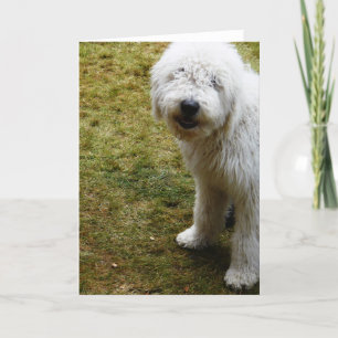 Carte Fluffeux Frizzy Mauvais chien de la journée des ch