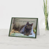Fluffy gris sur chaise