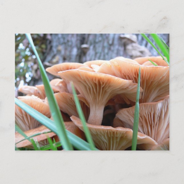 Carte Forêt de champignons (Devant)