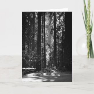 Carte Forêt de séquoia, Grove du fondateur, 1966