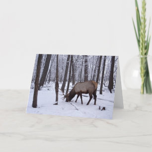Carte Forêt gelée