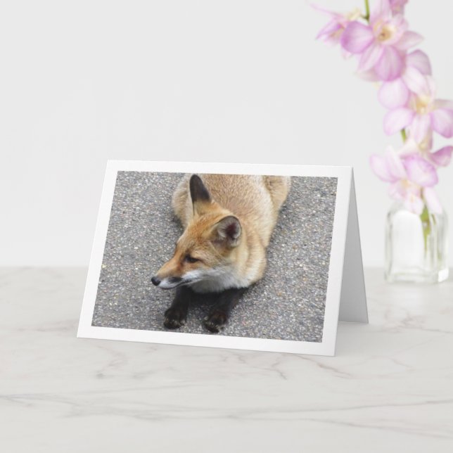 Carte Fox Cub assis sur le portrait de rue (Orchidée)