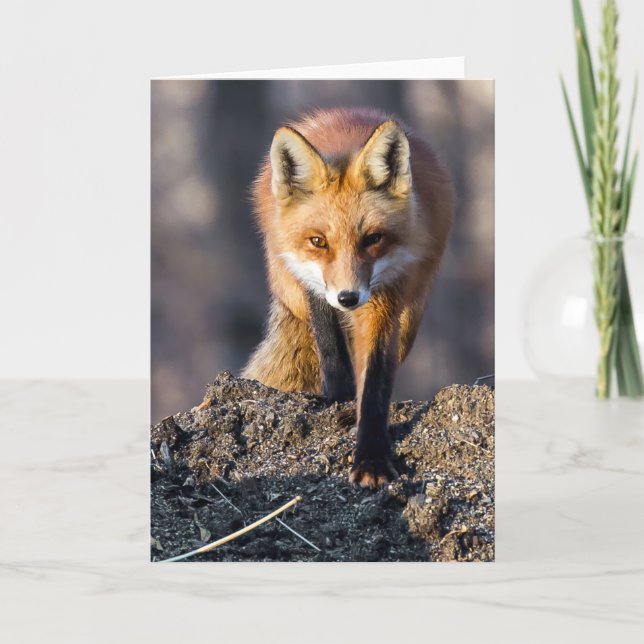 Carte Fox furtif (Devant)