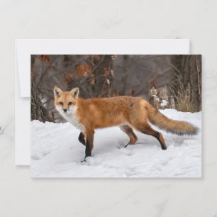 Carte Fox Sur Neige