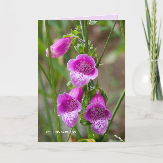 Carte Foxglove (Devant)