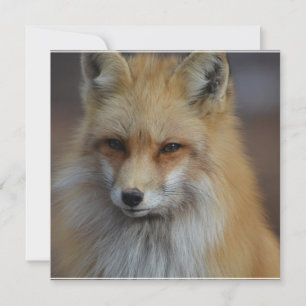 Carte Foxy Fox