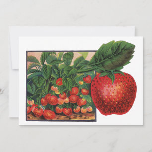 Carte Fraises vintages, Plantes de fraises sur une ferme