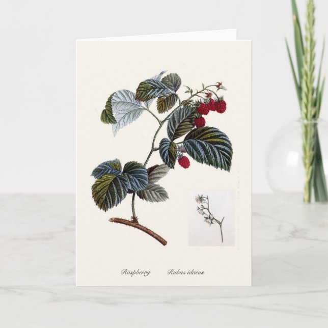 Carte Framboise (Devant)