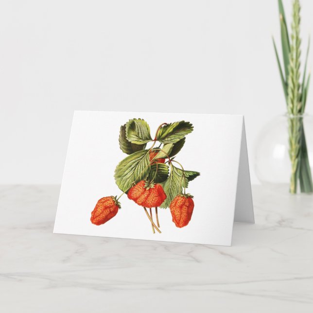 Carte Framboise Fruit Vintage Illustration botanique (Devant)