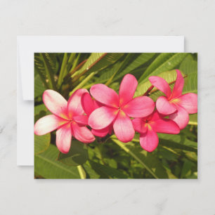 Carte Frangipanier