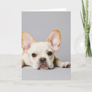 Carte French Bulldog