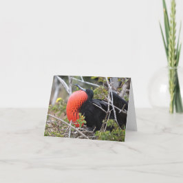 Carte Frigatebird Greeting Card