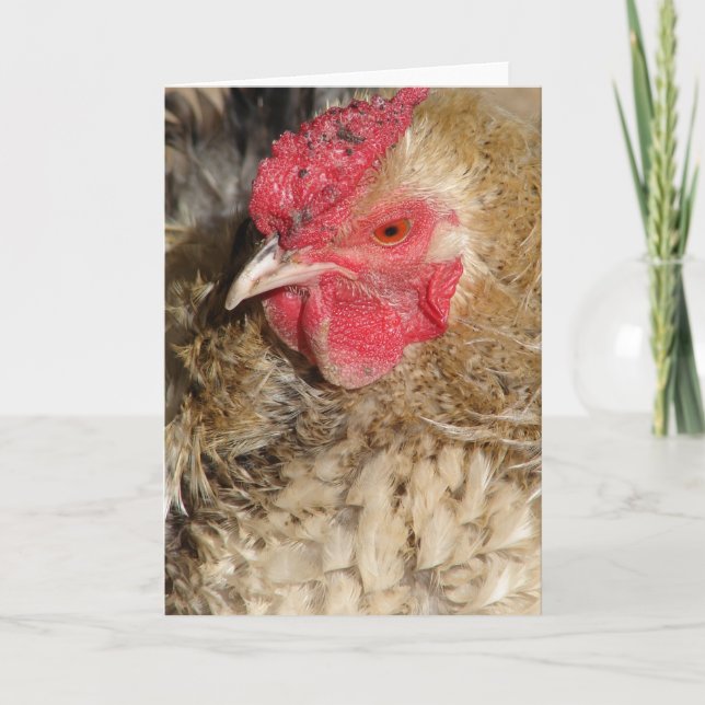 Carte Frizzle Rooster (Devant)