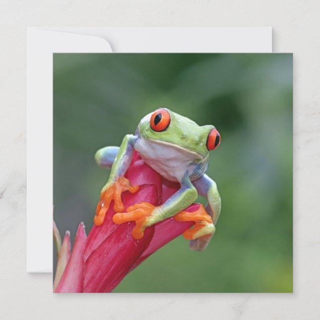 Carte Frog Texte Personnalisée (Devant)