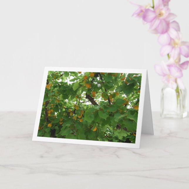 Carte Fruit d'abricot sur l'arbre en gros plan (Orchidée)