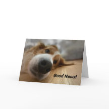 Funky Bernese Mountain Dog avec Big Nez Anniversai