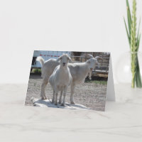 Funny Goats Anniversary Congratulations