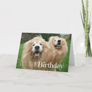 Carte Funny Golden Retriever Chiens Lion Anniversaire