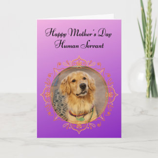 Carte Funny Golden Retriever Supérieur Etre la fête des 