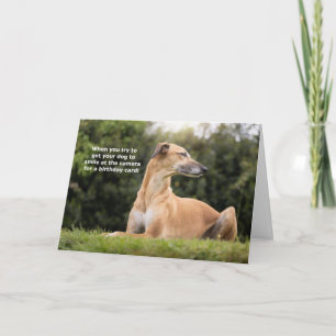 Carte Funny Greyhound Dog Anniversaire