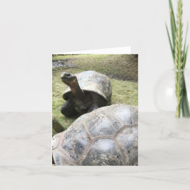 Carte galapagos tortoise notecard #2 (blank inside)