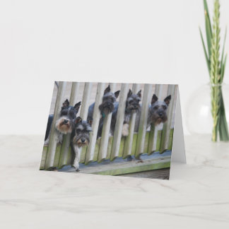 Carte gang de chiens